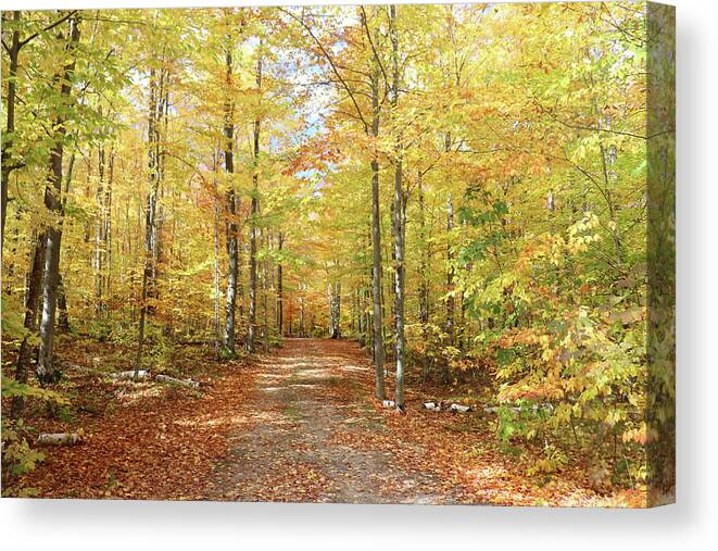 Back Road Canvas Print featuring the photograph Drawn Into The Woods by David T Wilkinson