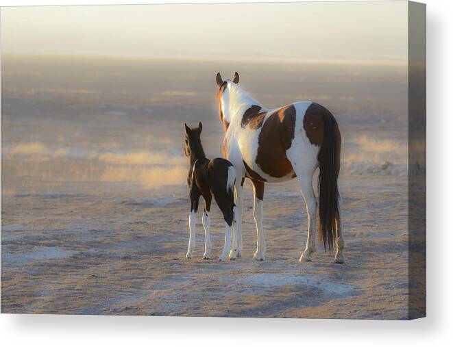 Wild Horses Canvas Print featuring the photograph Dream by Mary Hone