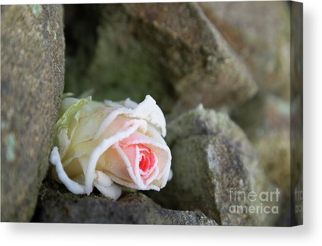 Rose Canvas Print featuring the photograph Dream of the ice princess 2 by Adriana Mueller