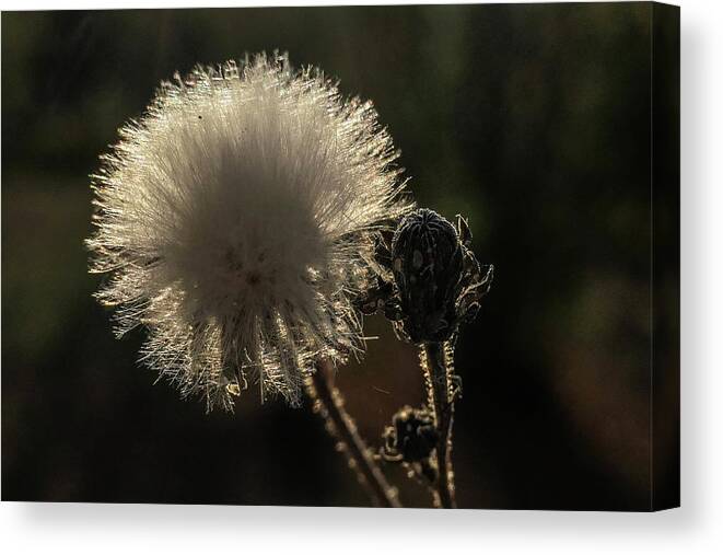 Dry Flower Canvas Print featuring the digital art Drey flowe by Pal Szeplaky