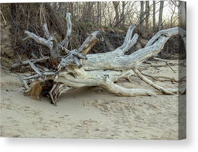 Driftwood Canvas Print featuring the photograph Driftwood by Cathy Kovarik