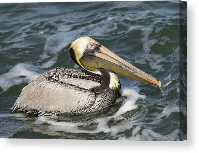Birds Canvas Print featuring the photograph Drooling Brown Pelican by RD Allen
