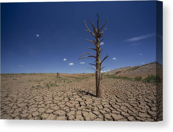Empty Canvas Print featuring the photograph Dry cracked earth by David Trood