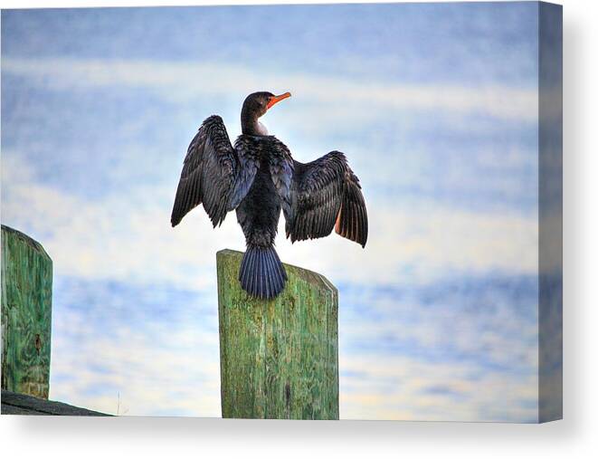  Spread Your Wings Bird Beak Cormorant Shag Wings Little River Take Off Drying Hello Sea Stretchy Canvas Print featuring the photograph Drying by David Matthews