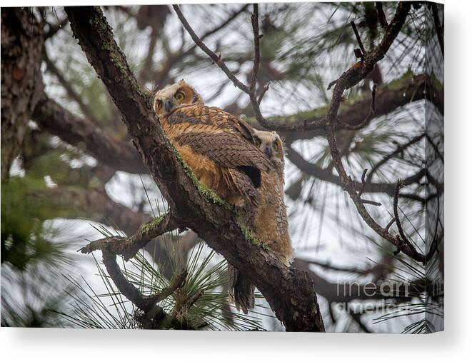 Owl Canvas Print featuring the photograph Dual Juvenile Owls by Tom Claud