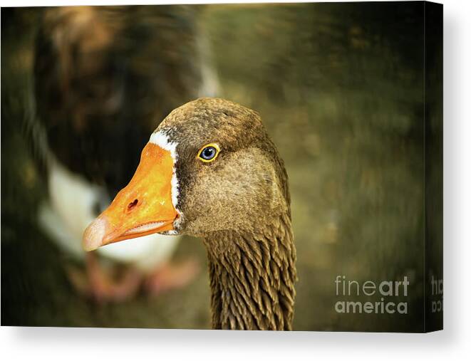 Duck Canvas Print featuring the photograph Duck face by Mendelex Photography