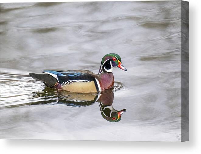 Woodduck Canvas Print featuring the photograph Duck Perfect by Jerry Cahill