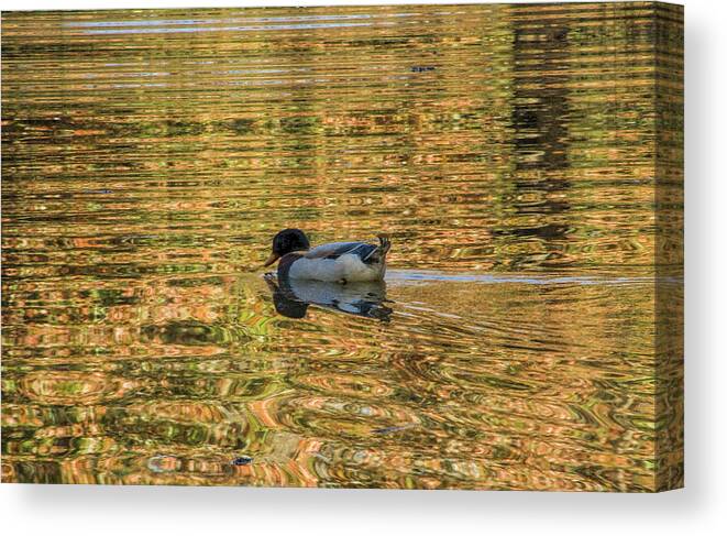 Duck Canvas Print featuring the photograph Ducky on Gold Pond by Kathy Clark