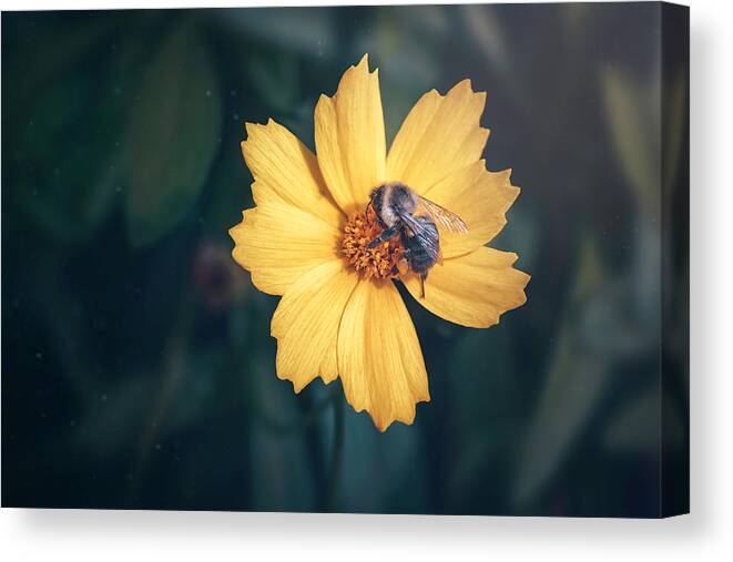 Flower Canvas Print featuring the photograph Dusted with Spices by Scott Norris