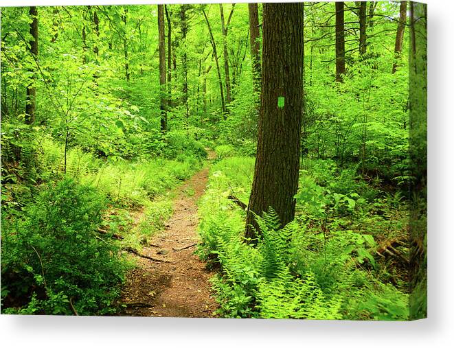 Dwg Dunnfield Creek Spring Green And Trail Blaze Canvas Print featuring the photograph DWG Dunnfield Creek Spring Green and Trail Blaze by Raymond Salani III