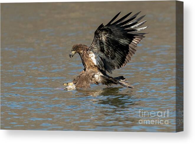 Bald Eagle Canvas Print featuring the photograph Eagle diving into water by Sam Rino