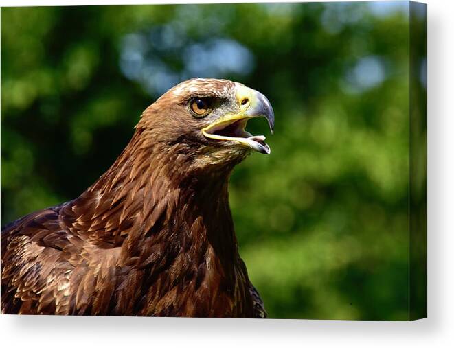 Eagle Canvas Print featuring the photograph Eagle Eye by Neil R Finlay
