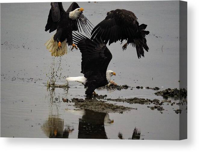 Eagles Canvas Print featuring the photograph Eagle Hierarchy by Darrell MacIver