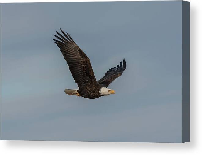 Eagle Canvas Print featuring the photograph Eagle in Flight by Jerry Cahill