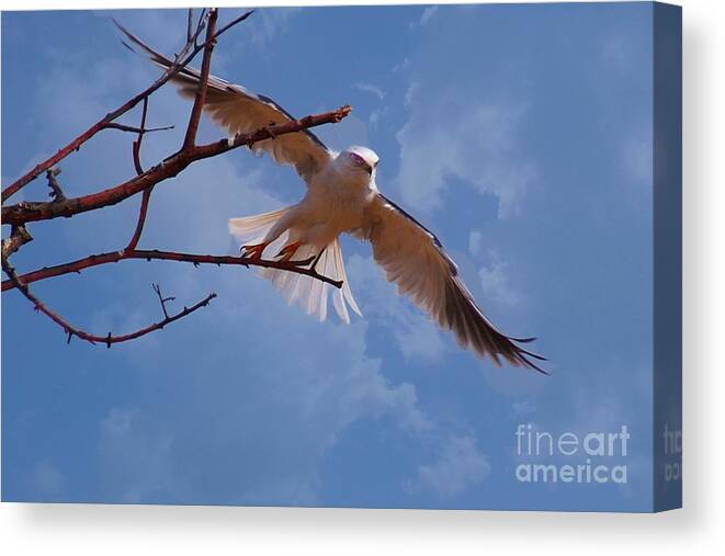 Eagle Canvas Print featuring the photograph Eagleliscious by John Kolenberg