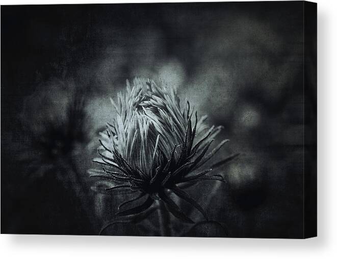 Flower Canvas Print featuring the photograph Early morning by Yasmina Baggili