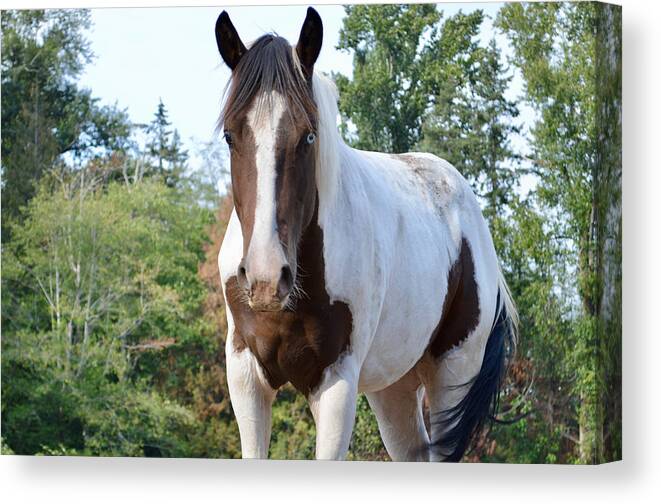 Paint Horse Canvas Print featuring the photograph Earth Sky Trees by Listen To Your Horse
