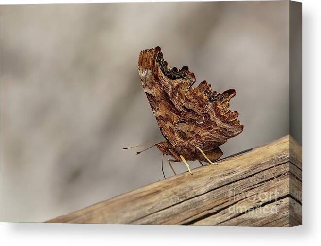Eastern Comma Canvas Print featuring the photograph Eastern Comma Butterfly in Glacier National Park by Nancy Gleason
