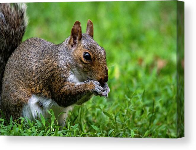 Wildlife Canvas Print featuring the photograph Eastern Gray Squirrel by Cathy Kovarik