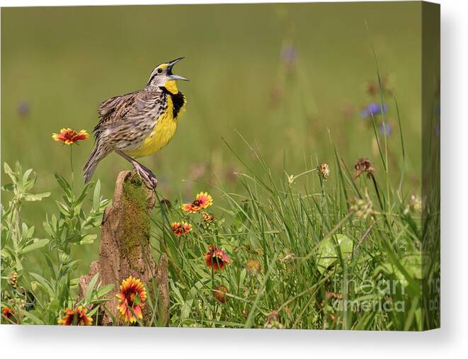 00563400 Canvas Print featuring the photograph Eastern Meadowlark Calling by Alan Murphy