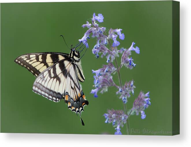 Butterfly Canvas Print featuring the photograph Eastern Tiger Swallowtail Profile by Patti Deters