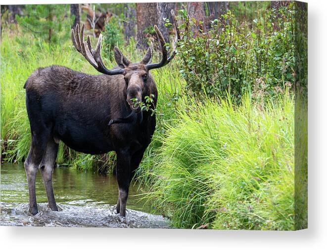 Moose Canvas Print featuring the photograph Eating Greens by Darlene Bushue