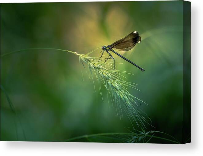 Ebony Jewelwing Canvas Print featuring the photograph Black Winged Damselfly by Allin Sorenson