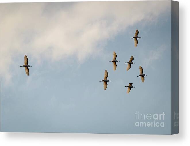 Egrets Canvas Print featuring the photograph Egrets overhead. by Alyssa Tumale