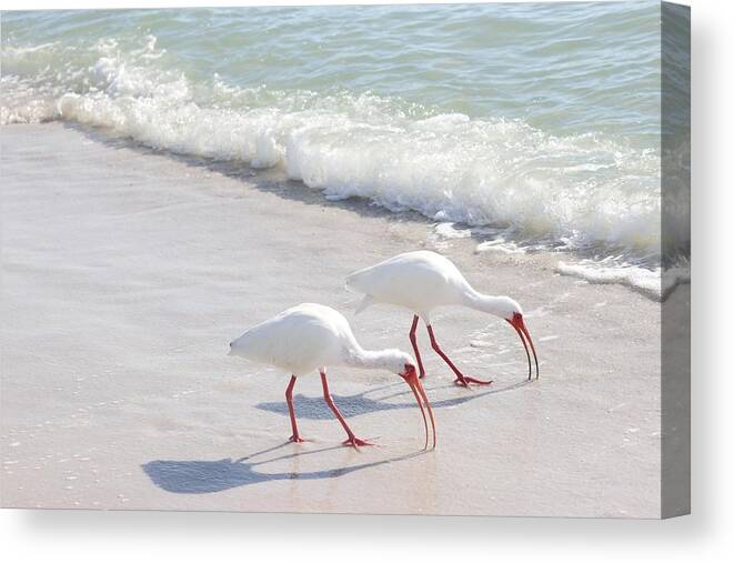 White Ibis Canvas Print featuring the photograph Elegantly in Synch by Mingming Jiang