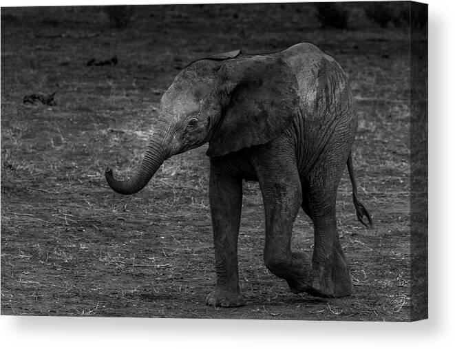 Elephant Canvas Print featuring the photograph Elephant in Black and White by MaryJane Sesto