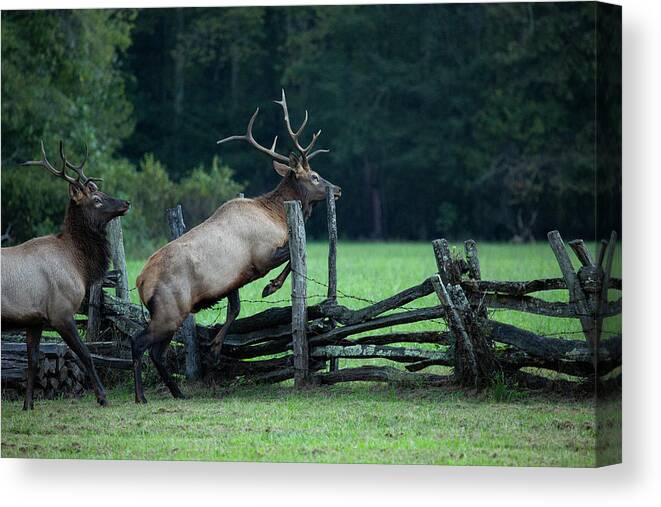 Elk Canvas Print featuring the photograph Elk on the Move by Doug McPherson