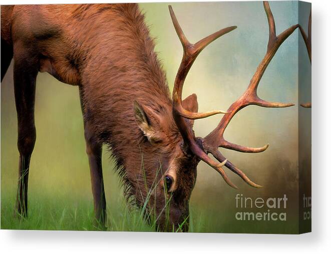 Elk Canvas Print featuring the photograph Elk Encounter in Cataloochee by Shelia Hunt