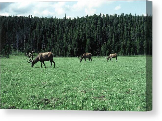 Yellowstone Canvas Print featuring the photograph Yellowstone Elk by Kenny Glover