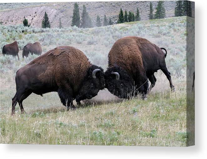 Bison Canvas Print featuring the photograph Empress the girls by Ronnie And Frances Howard