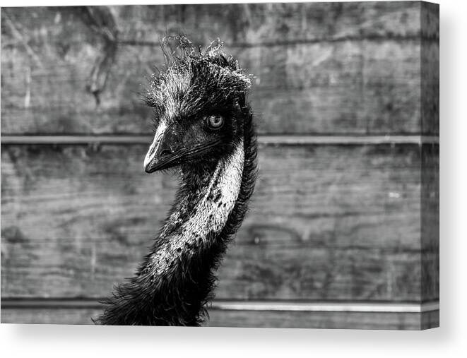 Emu Canvas Print featuring the photograph Emu Portrait by Rose Guinther