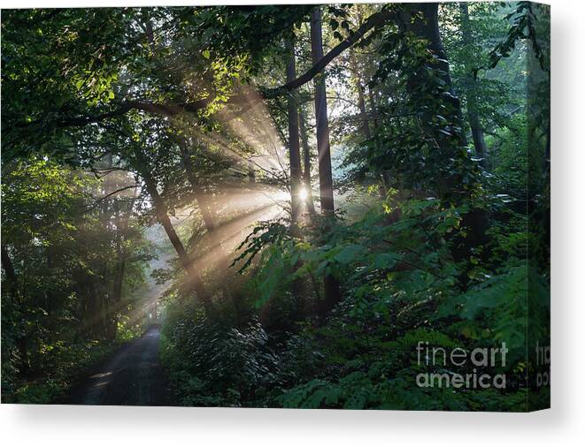 Magical Forest Canvas Print featuring the photograph Enchanting sunlight in the forest 1 by Adriana Mueller