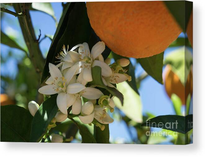 Orange Blossom Canvas Print featuring the photograph Enchanting white flowers in spring, orange blossom in Spain by Adriana Mueller