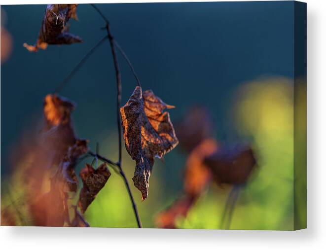 Brown Canvas Print featuring the photograph End of Autumn by Amelia Pearn