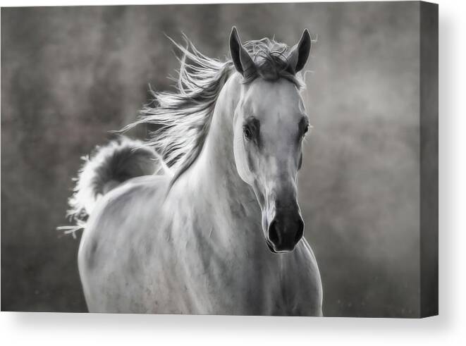 Equestrian Canvas Print featuring the photograph Equestrian Grace And Beauty by Athena Mckinzie