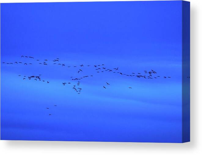 Finland Canvas Print featuring the photograph Eurasian crane blues and sounds by Jouko Lehto