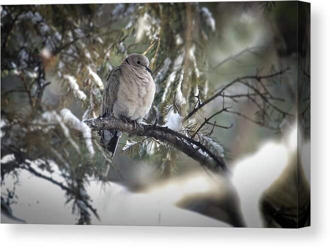 Dove Canvas Print featuring the photograph Eurasion Ringneck Dove by Laura Putman