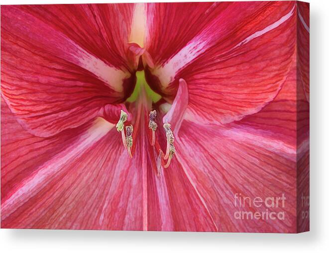 Candy Cane Canvas Print featuring the photograph Exceptional Candy Cane Amaryllis by Amy Dundon