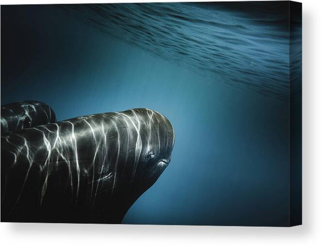 Marinelife Canvas Print featuring the photograph Eye to Eye by Sina Ritter