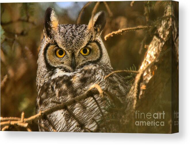 Great Canvas Print featuring the photograph Face Of The Great Horned Owl by Adam Jewell
