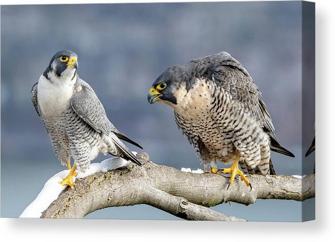 Birds Canvas Print featuring the photograph Falcons in Winter by Kevin Suttlehan