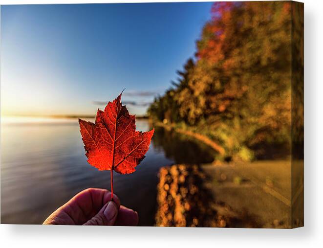 Fall Canvas Print featuring the photograph Fall at Higgins Lake by Joe Holley