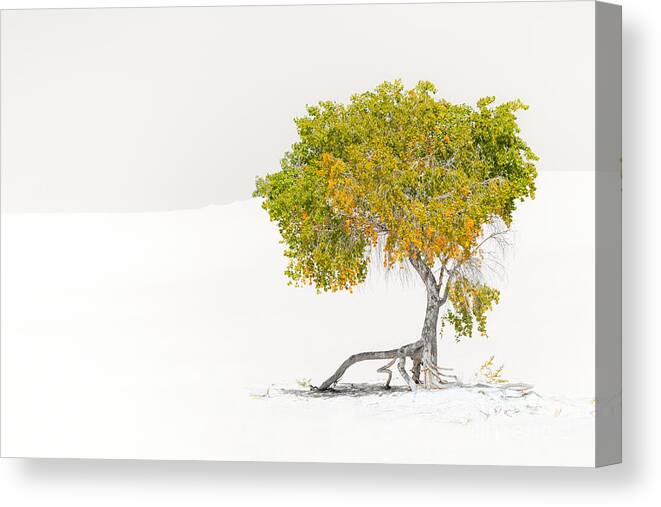 Tree Canvas Print featuring the photograph Fall at White Sands by Lisa Manifold