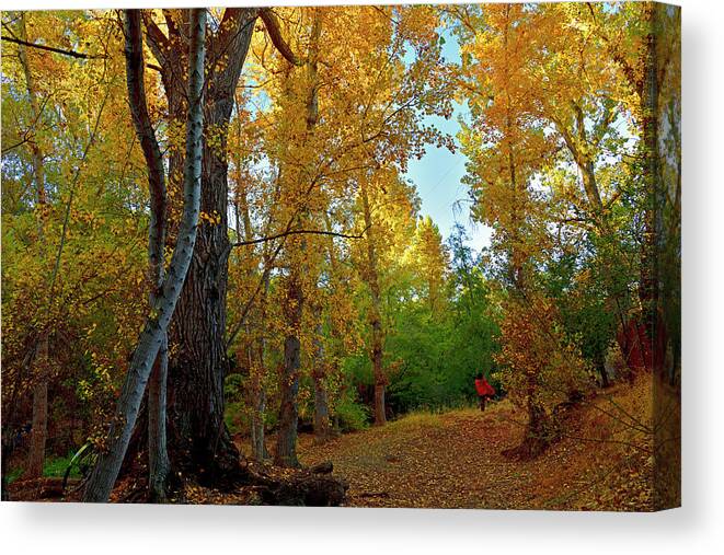 Fall Canvas Print featuring the photograph Fall Foliage 2020 by Amazing Action Photo Video