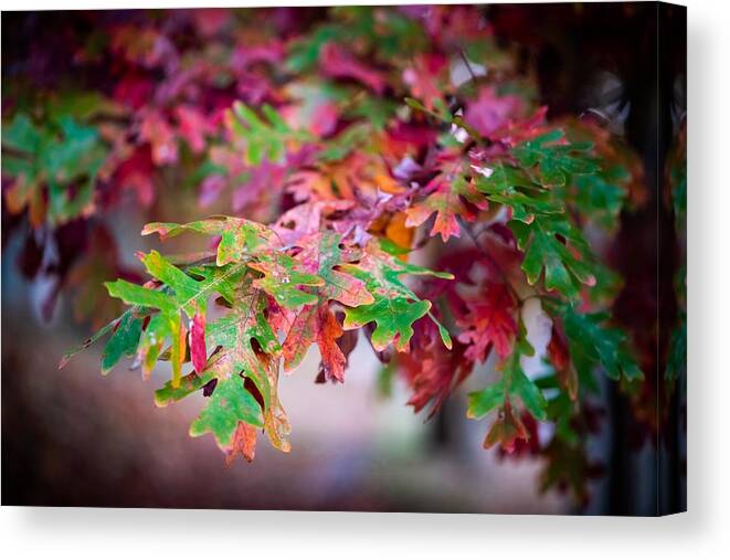 Photo Canvas Print featuring the photograph Fall Foliage by Evan Foster