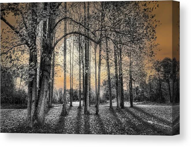 Carolina Canvas Print featuring the photograph Fall in the Moonlit Park Black and White by Debra and Dave Vanderlaan